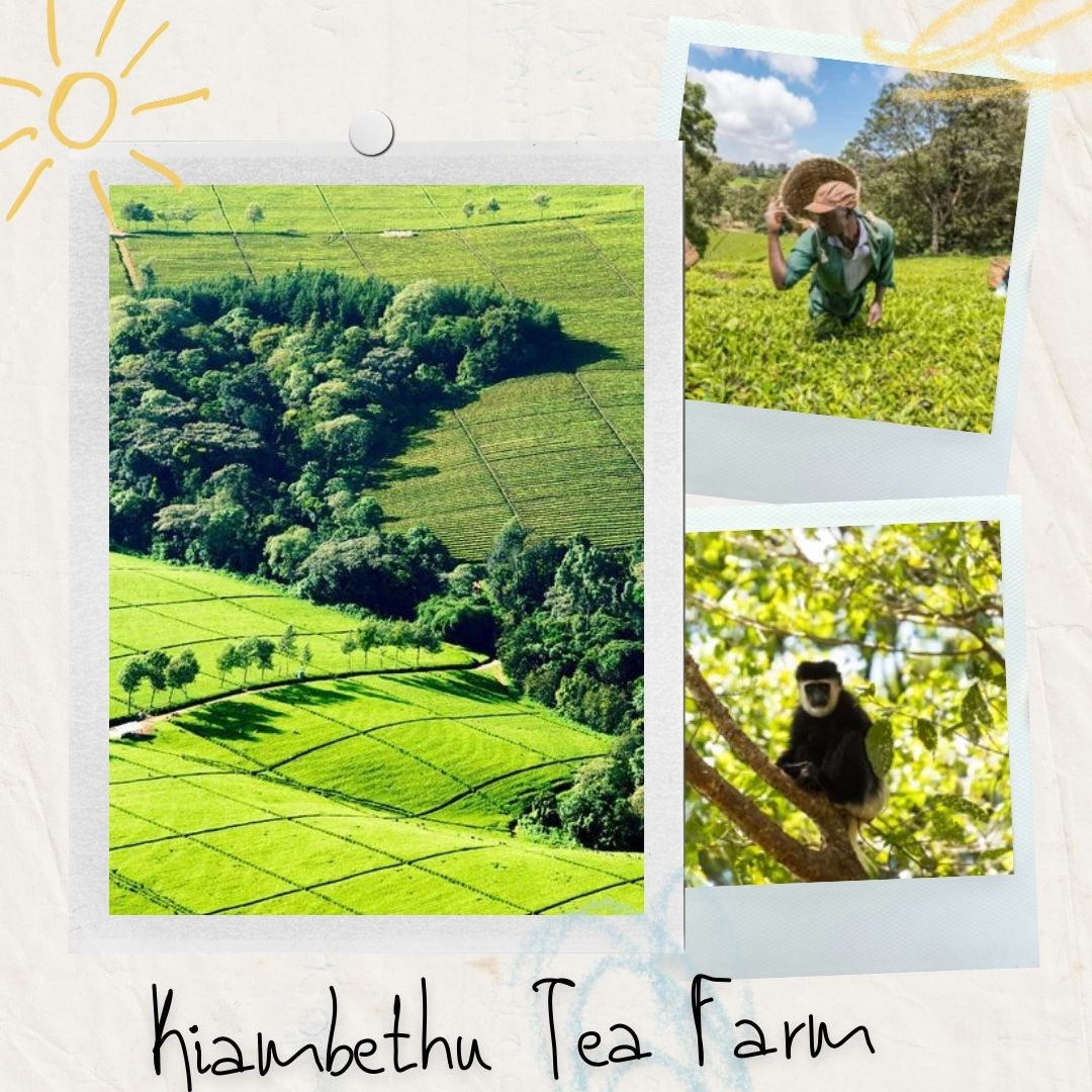 Discover Kiambethu Tea Farm: A Green Escape from Nairobi