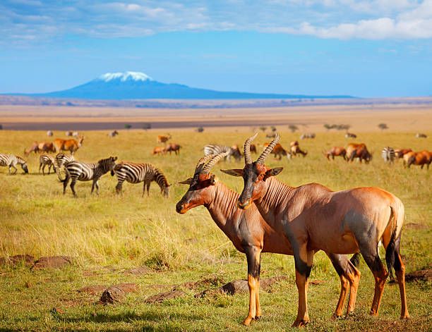 From Nairobi: Amboseli National Park Guided Tour Kenya