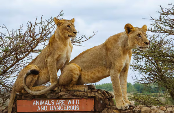 From Nairobi: Nairobi National Park Group Tour