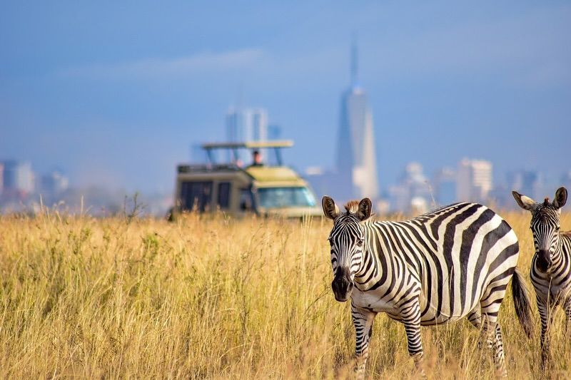 Nairobi National Park Half-Day Tour Kenya