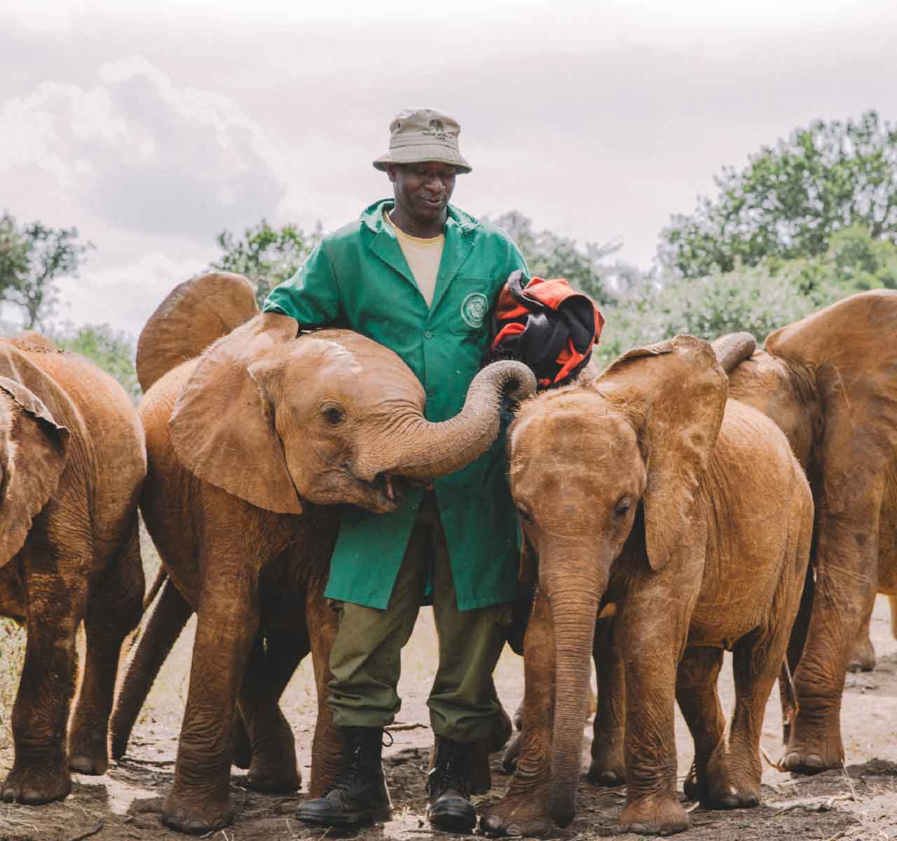 From Nairobi: David Sheldrick Elephant Trust Half-Day Tour Kenya