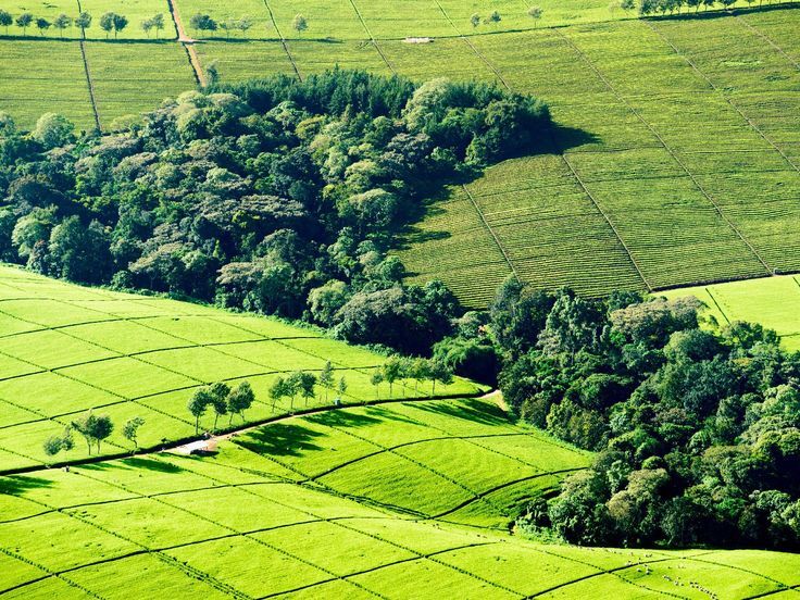 Kiambethu Tea Farm Day Tour