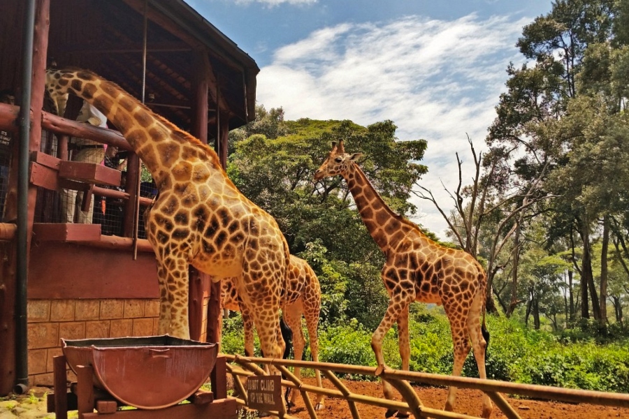 Sheldrick Elephant Orphanage and Giraffe Center Kenya