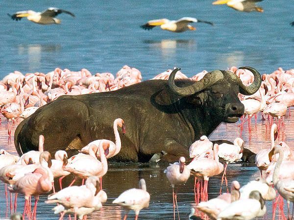 Lake Nakuru National Park & Lake Naivasha Day Tour