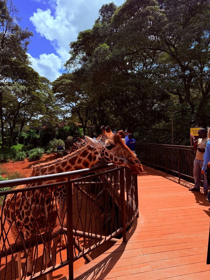 Sheldrick Elephant Orphanage and Giraffe Center| Splash Africa